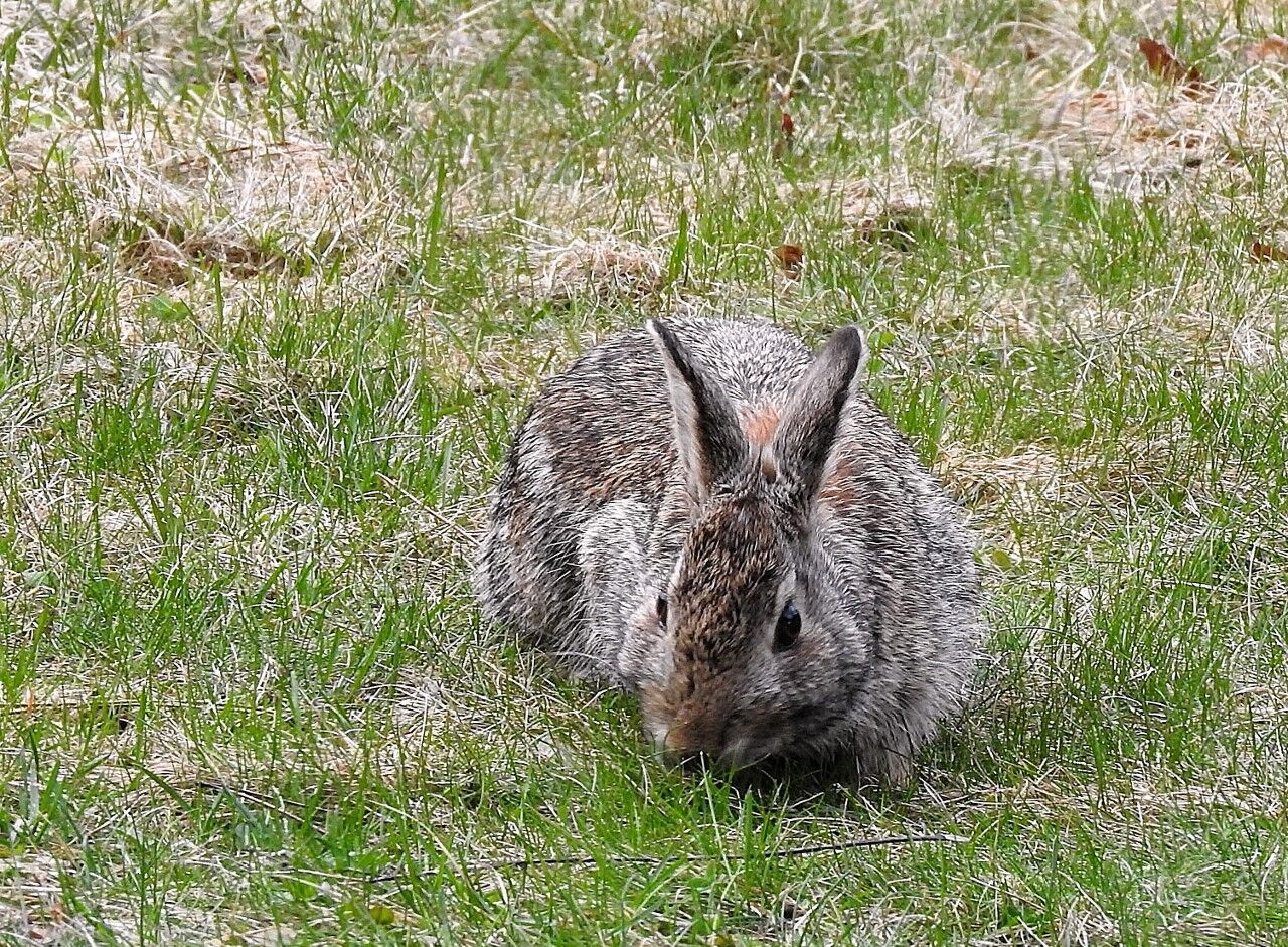 Cottontail rabbit